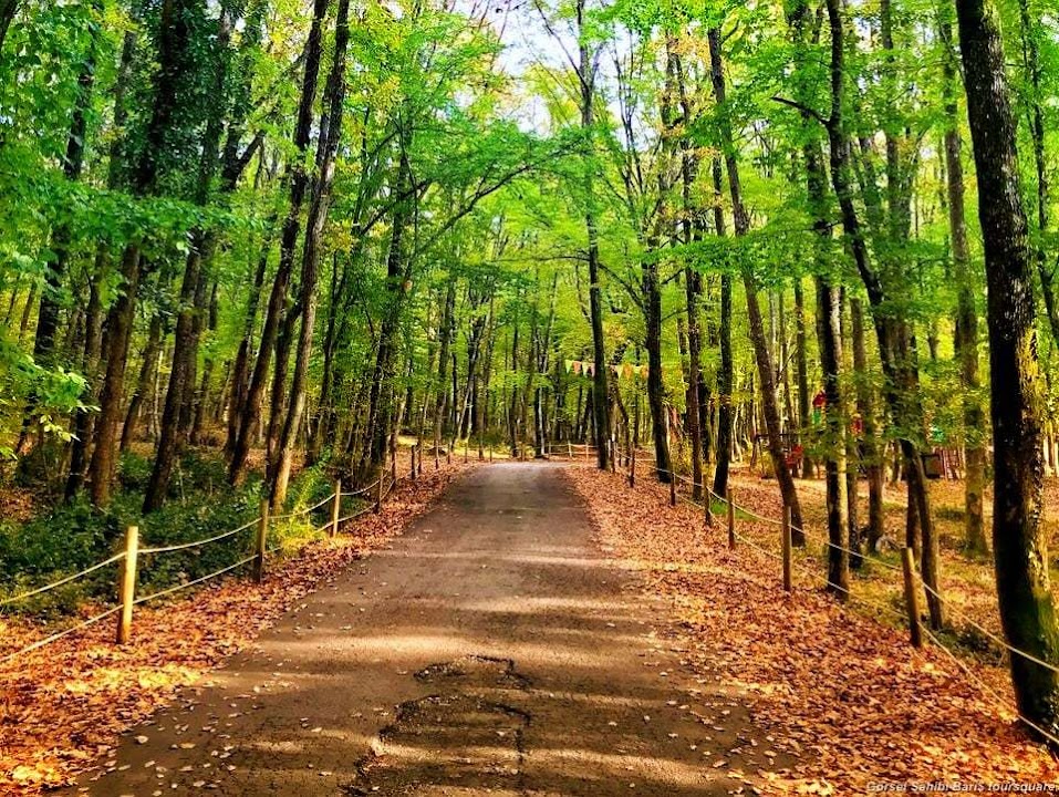 Belgrade Forest
