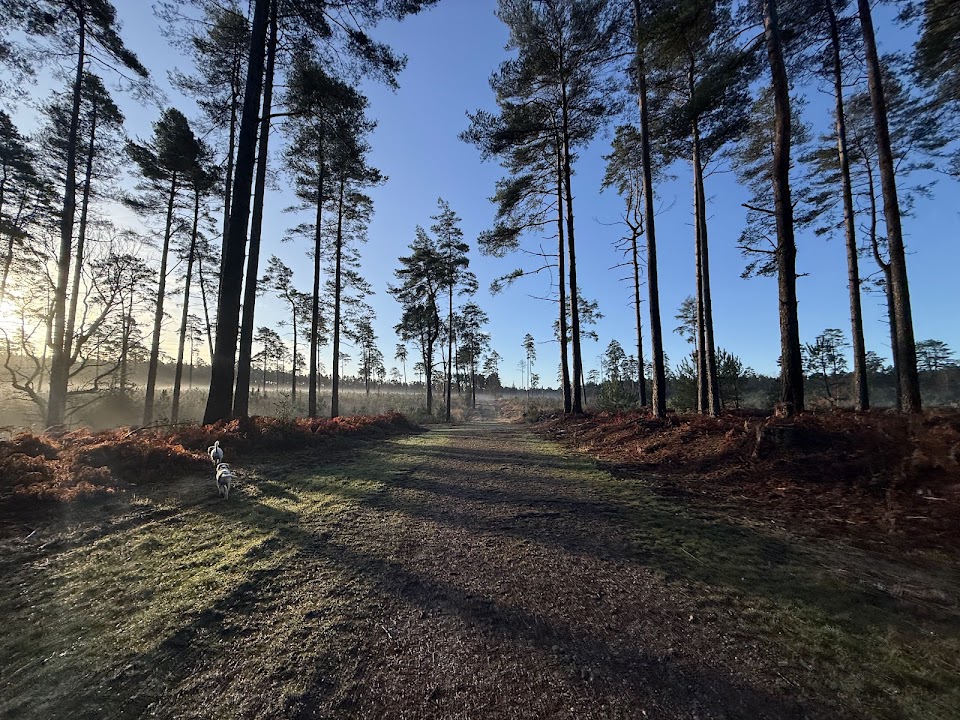 Swinley Forest