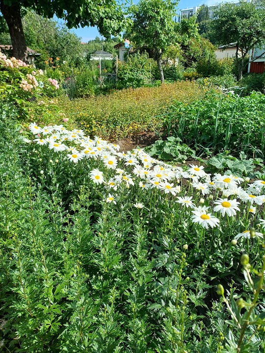 Vallila Community Garden