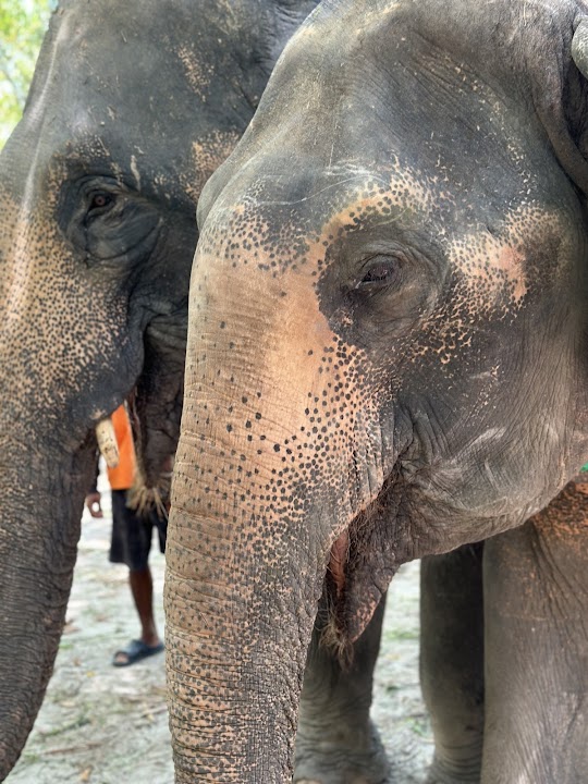 Elephant Jungle Sanctuary Phuket (Thalang Branch)