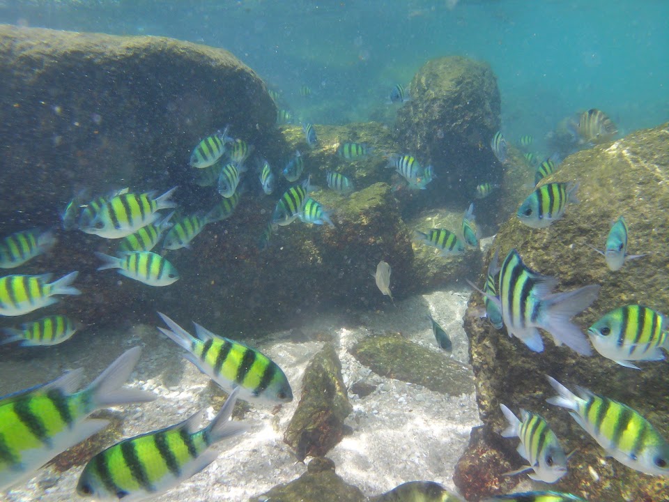 Snorkeling Spot Yanui Beach