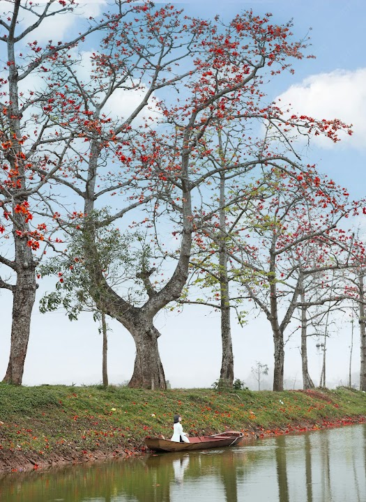 Hoa Gạo Đoan Nữ