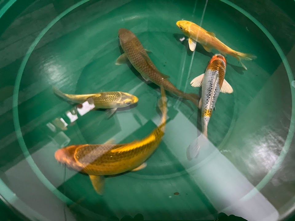 Freshwater Zoo Sri Lanka — Colombo experience