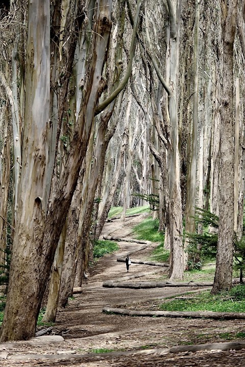Andy Goldsworthy's Wood Line