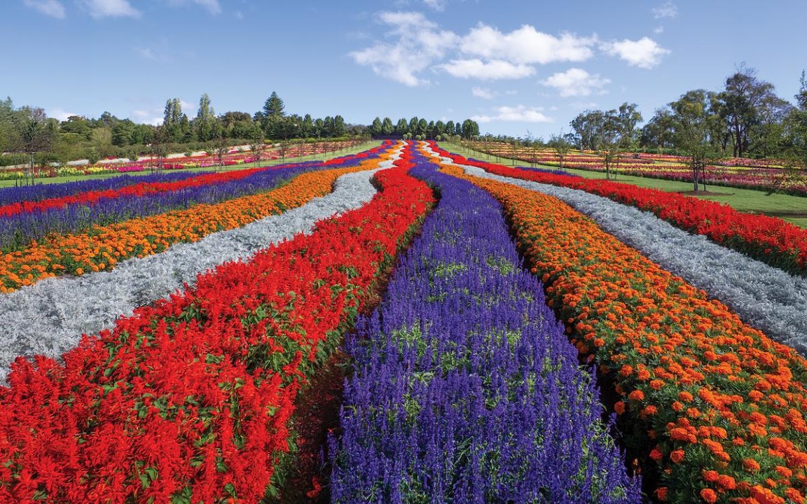 Tesselaar Flower Farm