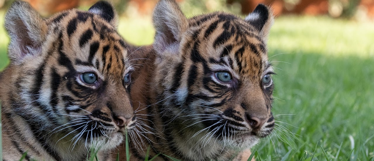 Attica Zoological Park