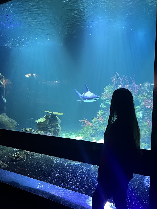 Haga Ocean