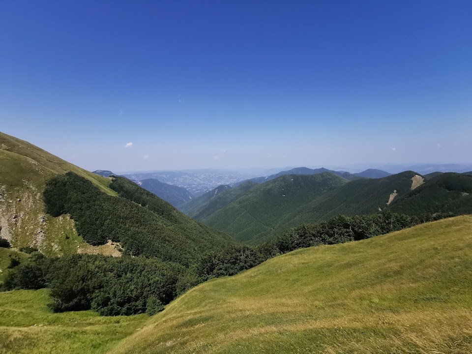 Foresta del Teso