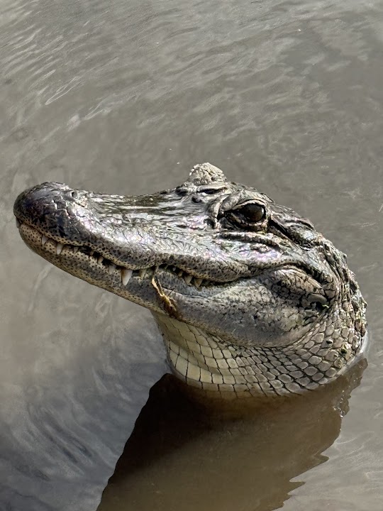 Ragin Cajun Airboat Tours