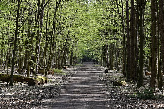 Kabaty Woods