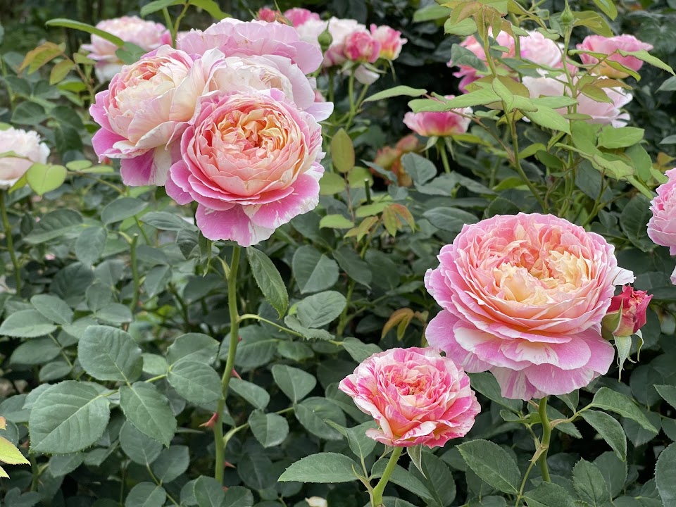 Taipei Rose Garden