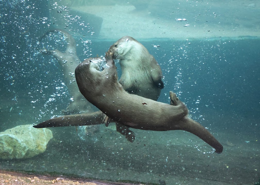 Plzeň Zoo
