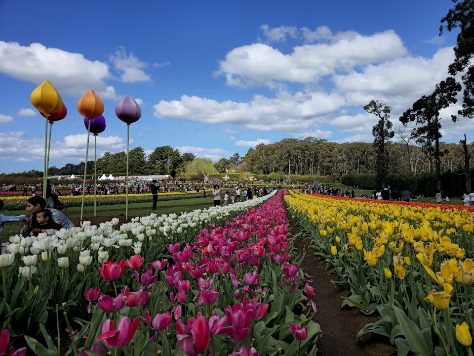 Tesselaar Tulip Festival