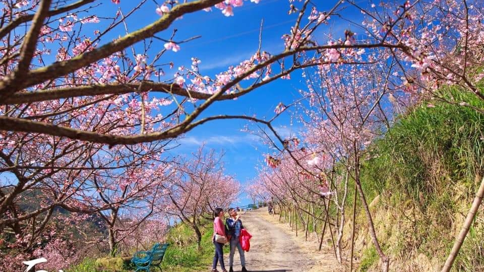 Three Gorges Big Bear Cherry Blossom Forest