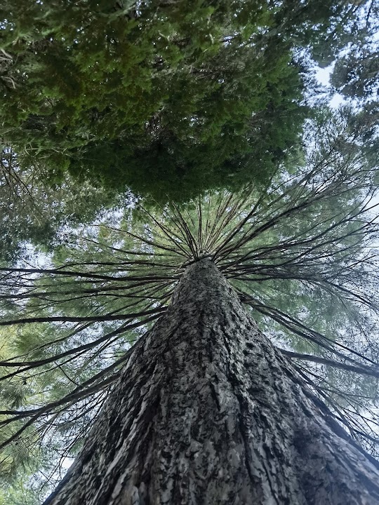 Arboretum Kovačević, Botanička bašta