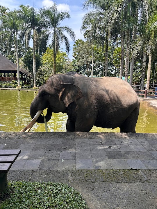 Mason Elephant Park Heliport