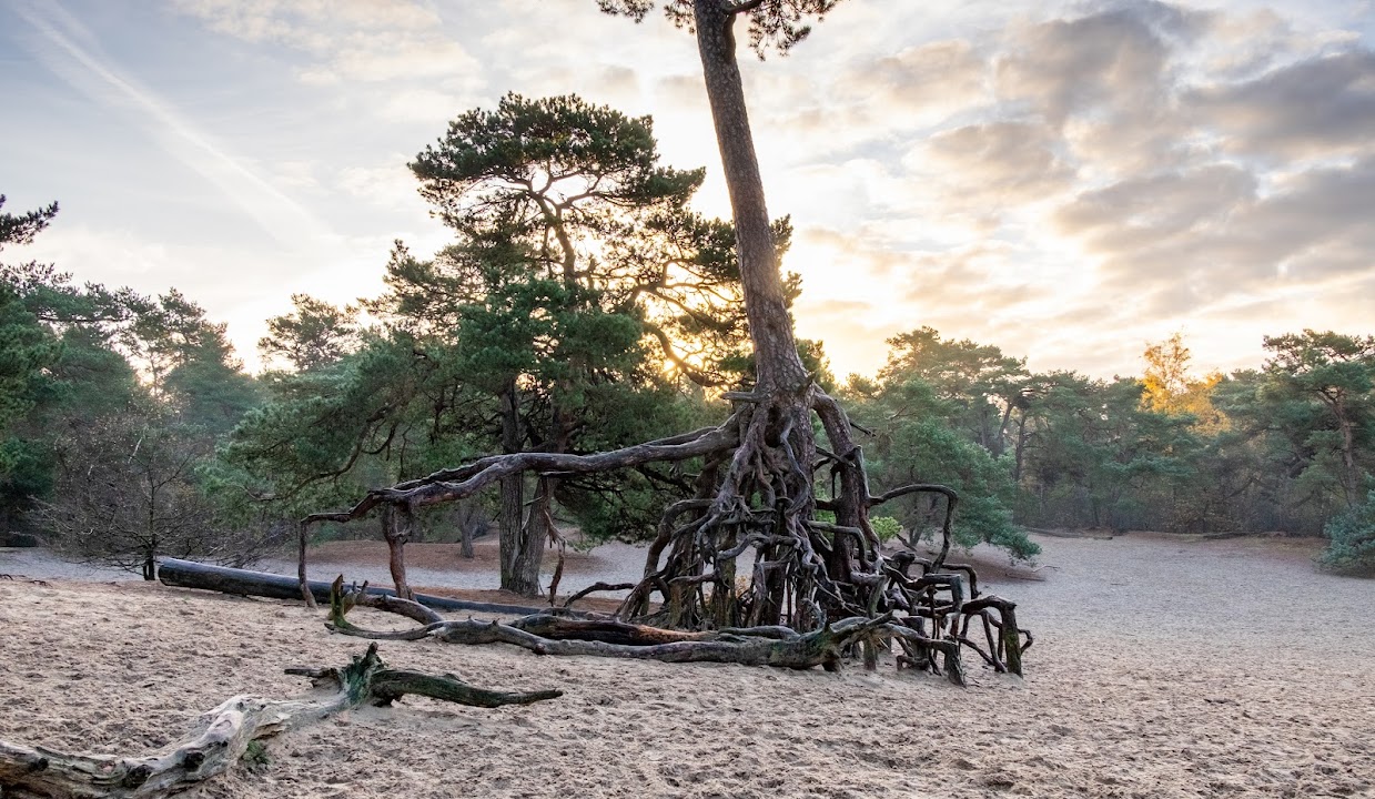 Panbos - Utrechtslandschap