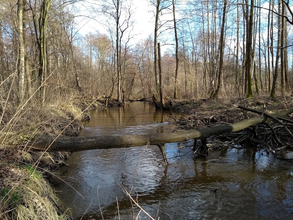 Forest Nature Reserve Słupecka