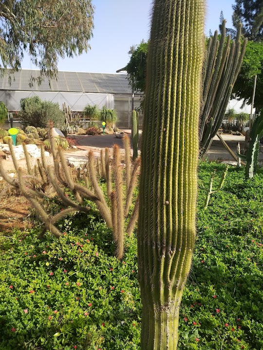 Cactus Garden