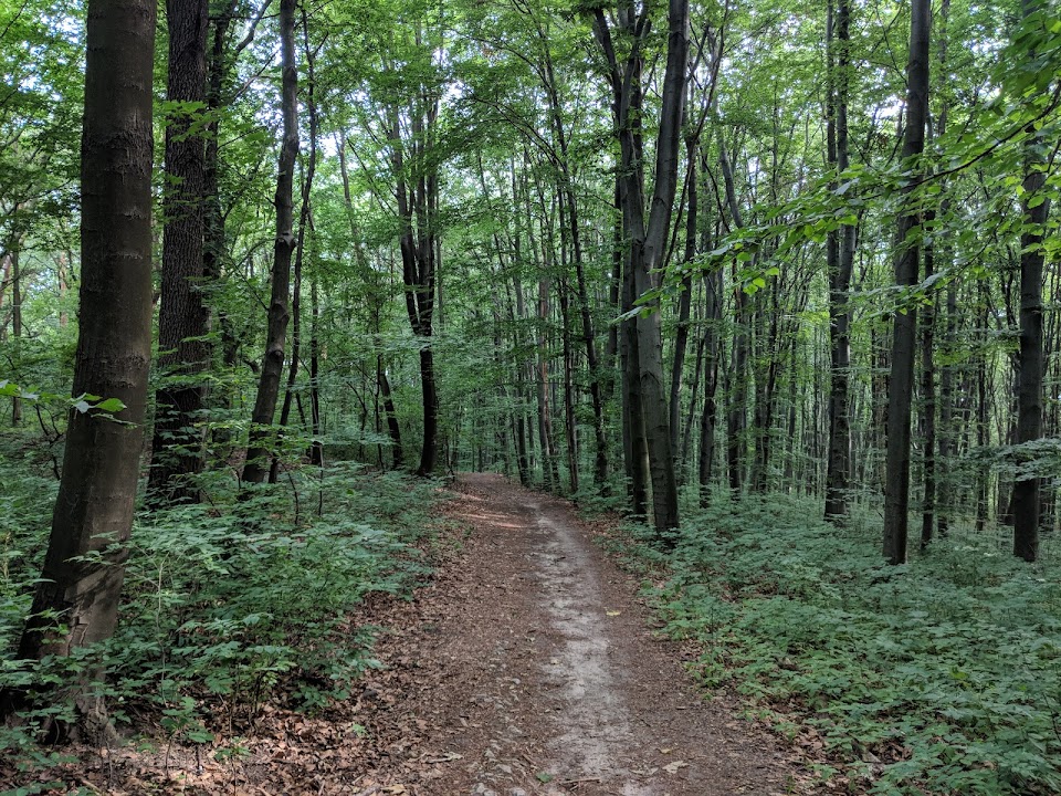 Tyniec Forest