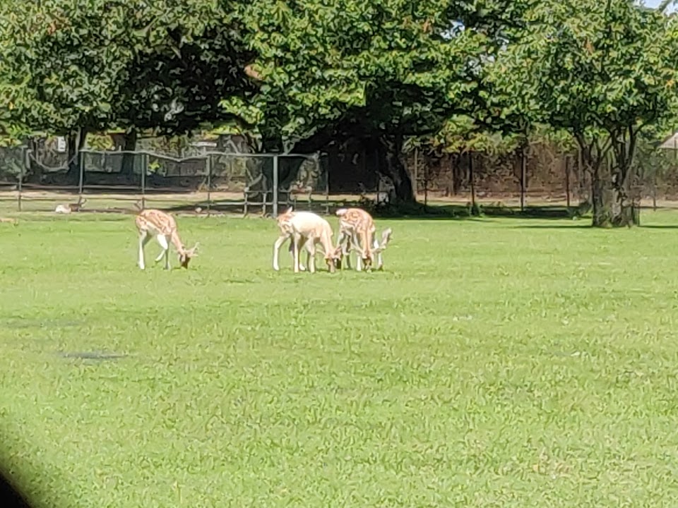 Parco Arcadia