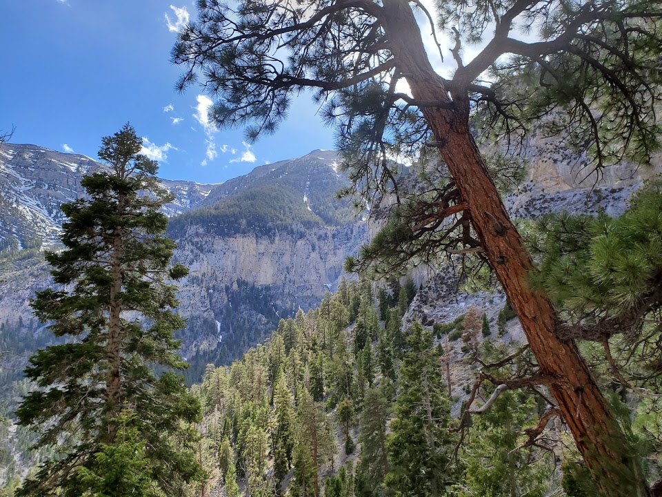 Kyle Canyon Picnic Area