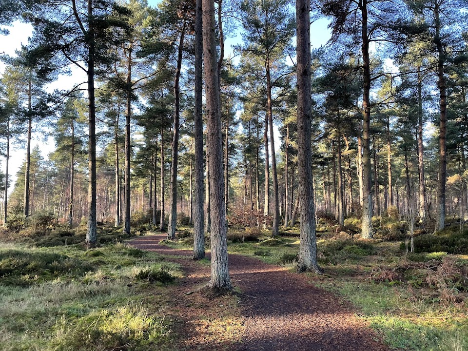 Devilla Forest Red Squirrel trail