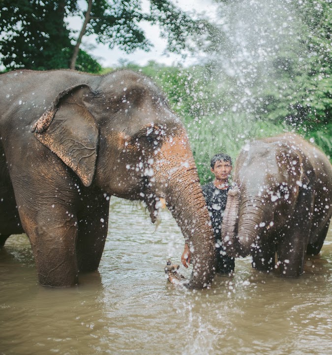 Elephant Freedom Project, Elephant Sanctuary Chiang Mai