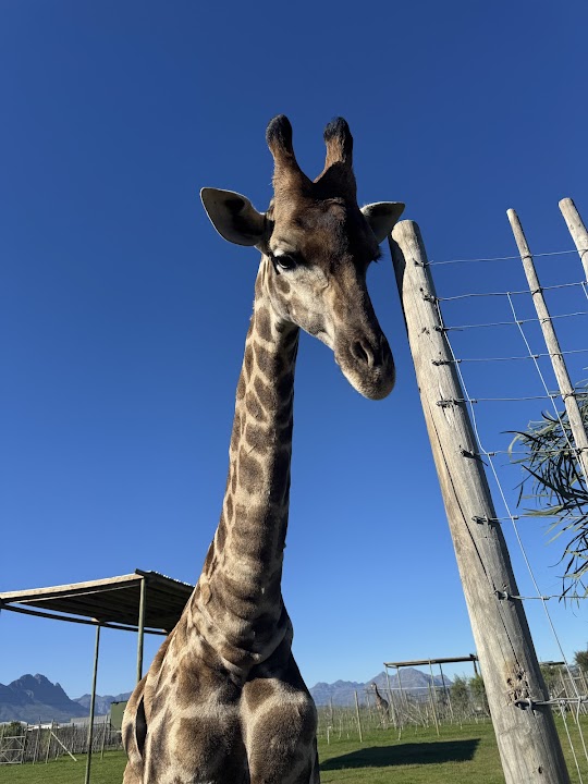 Giraffe House