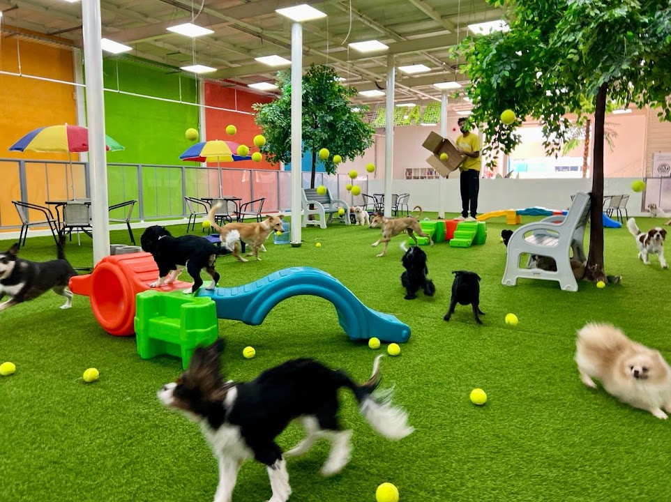 Fetch Dubai