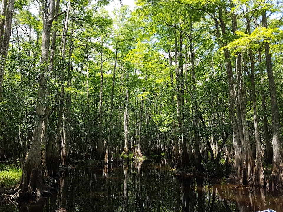 William Beardall Tosohatchee Wildlife Management Area
