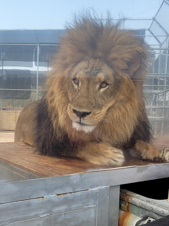Lion Habitat Ranch inc