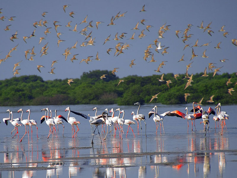 Al Zorah Natural Reserve