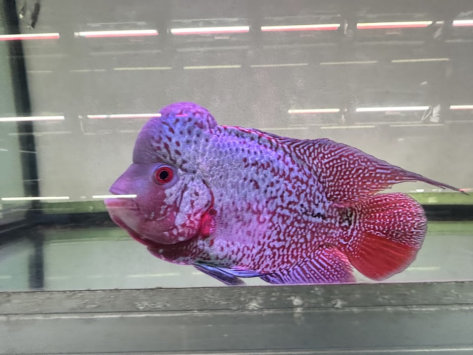 Qian Hu Fish Farm