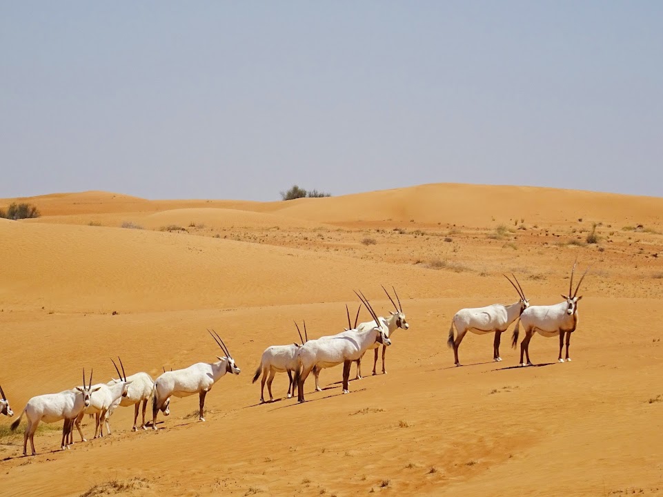 Dubai Desert Conservation Reserve
