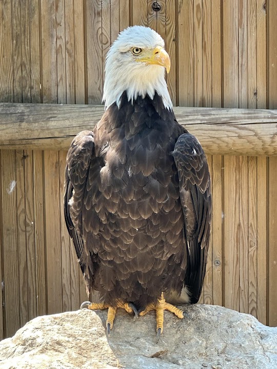 The Eagles of Lake Geneva