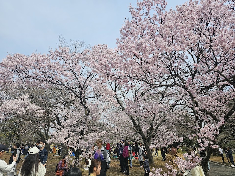 Shinjuku Gyoen Cherry Tree Area