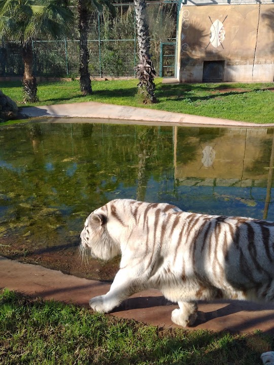 Sindibad Zoo — Casablanca experience
