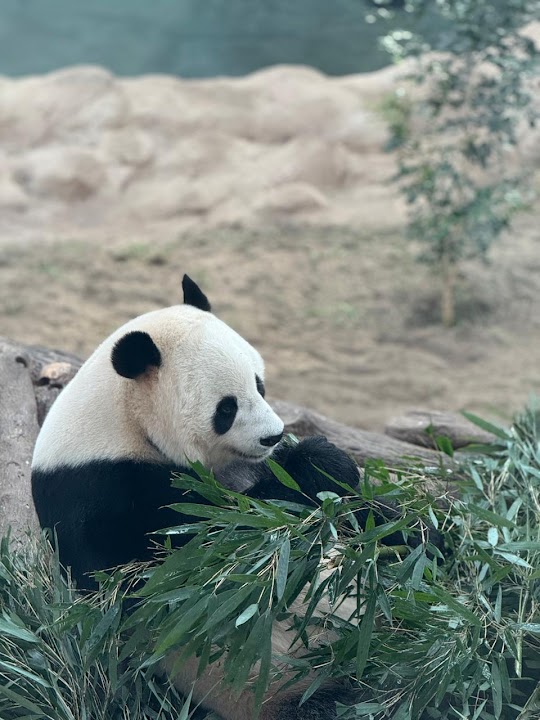 Panda House