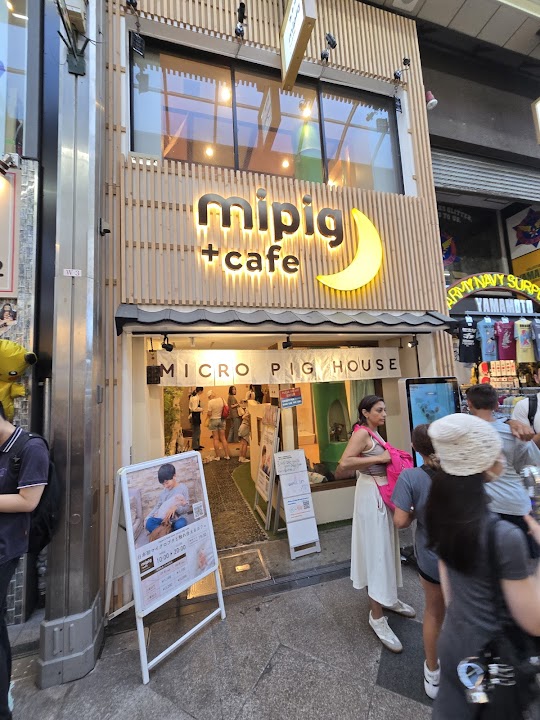 mipig cafe Kyoto