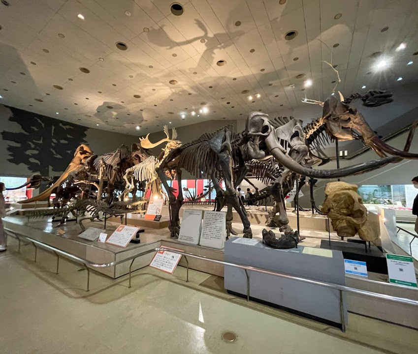 Osaka Museum of Natural History