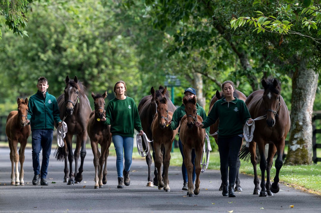 Irish National Stud & Gardens
