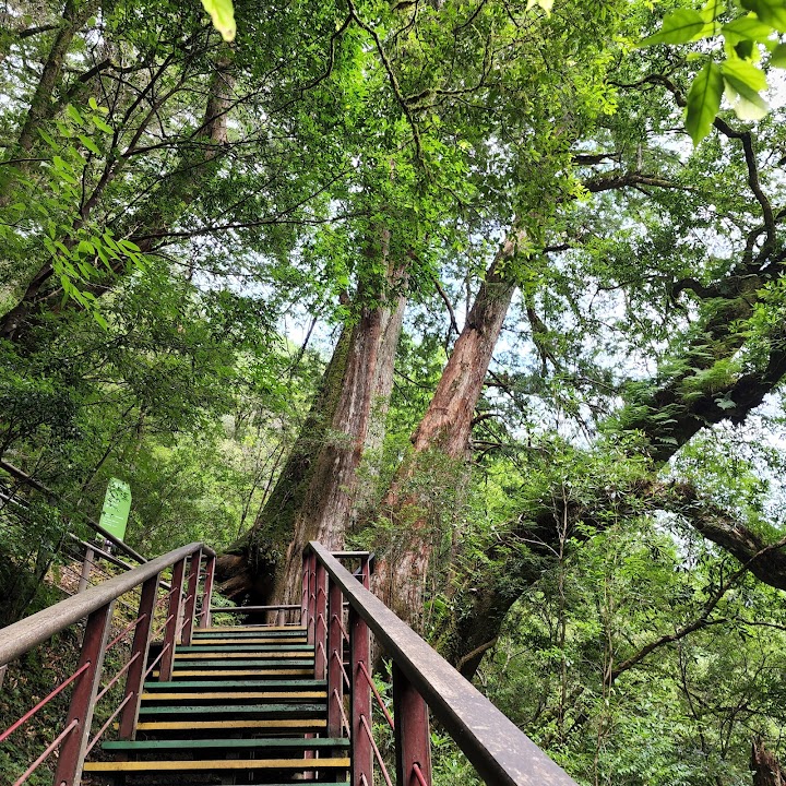 拉拉山神木群步道