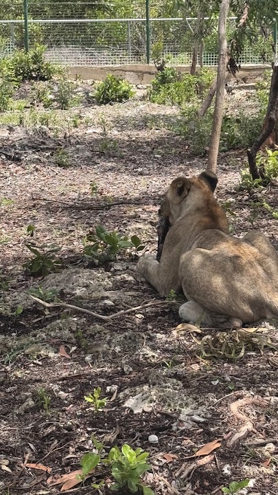 zanzibar lion park