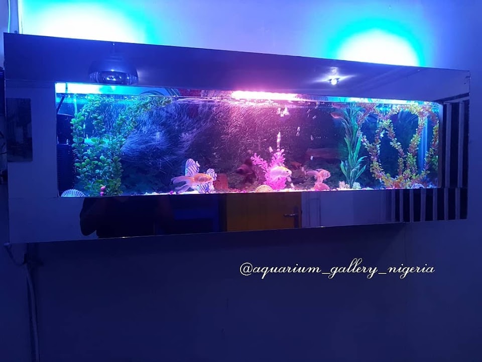 Aquarium Gallery Nigeria