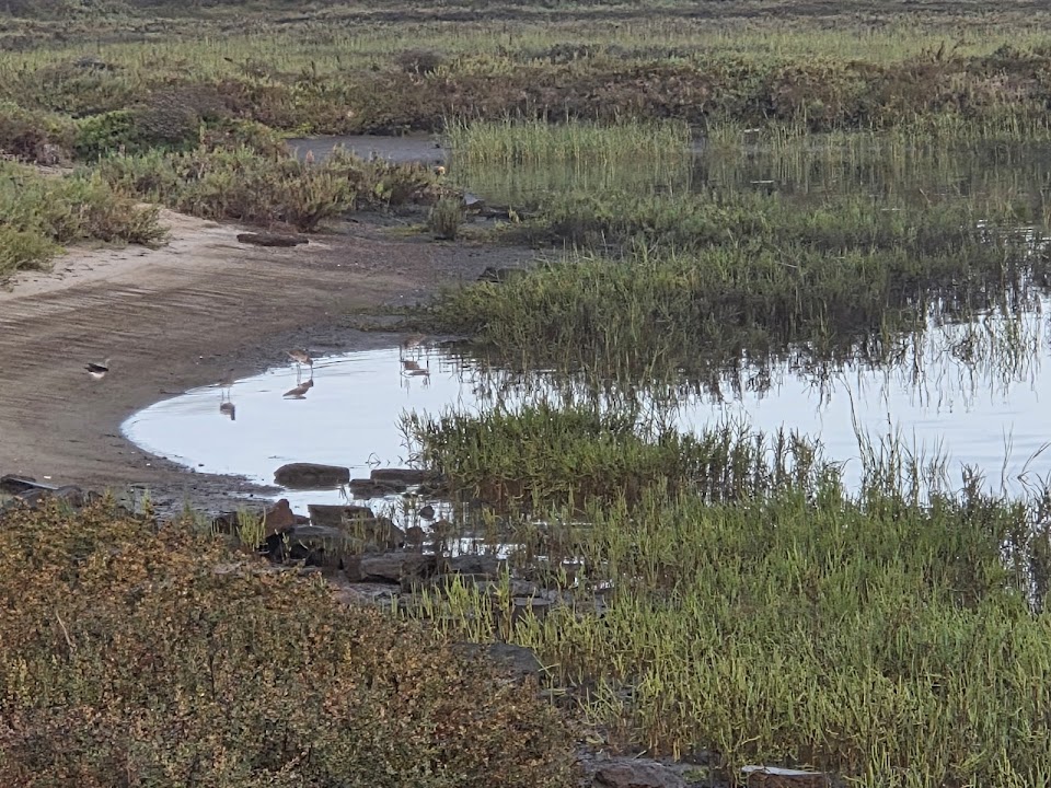 San Diego Bay National Wildlife Refuge