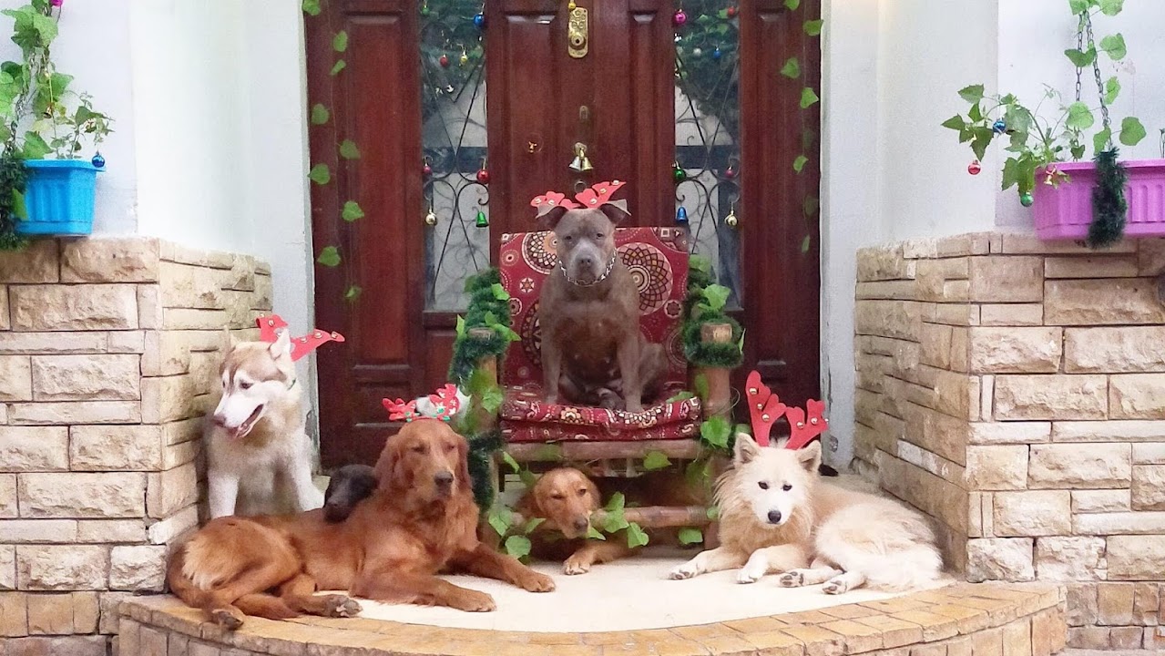 United Barkdom