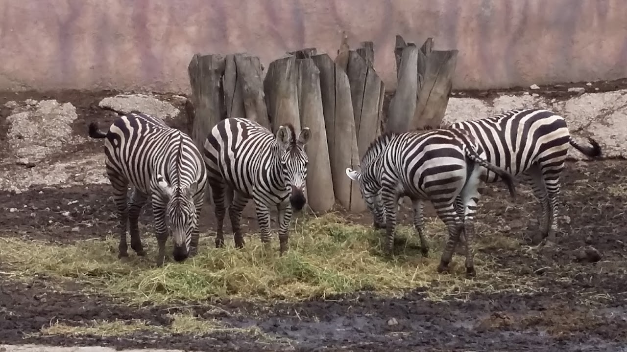 Zoo San Juan De Aragon