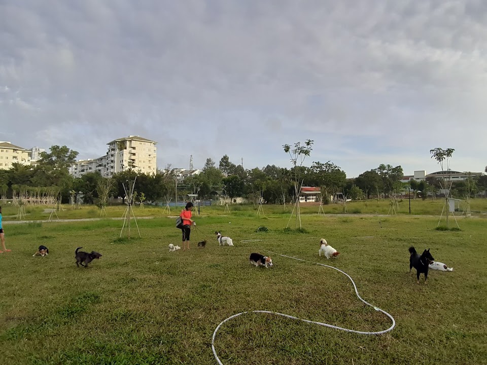 PMH Wild Dogs