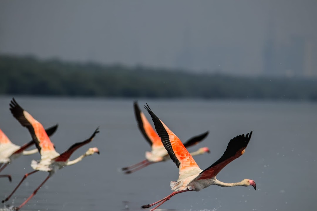 Thane Creek Flamingo Sanctuary Ticket Window, Bhandup